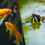 Can Turtles Live With Goldfish