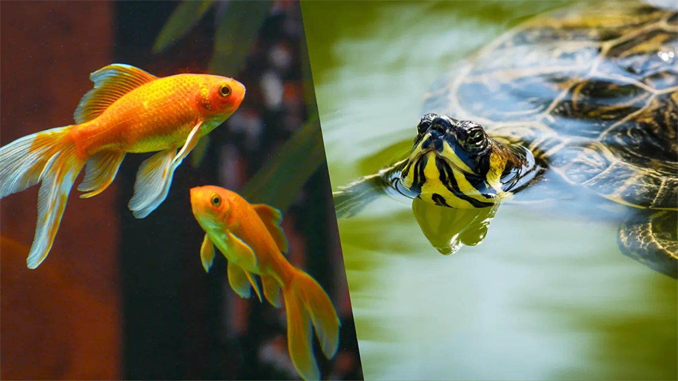 Can Turtles Live With Goldfish